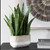 Sansera Snake Accent Plant (60271)