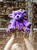 A purple plush dragon-bear hybrid stuffed animal sits upright against a white background, featuring bat-like wings, small horns, clawed paws, and shiny dark eyes.