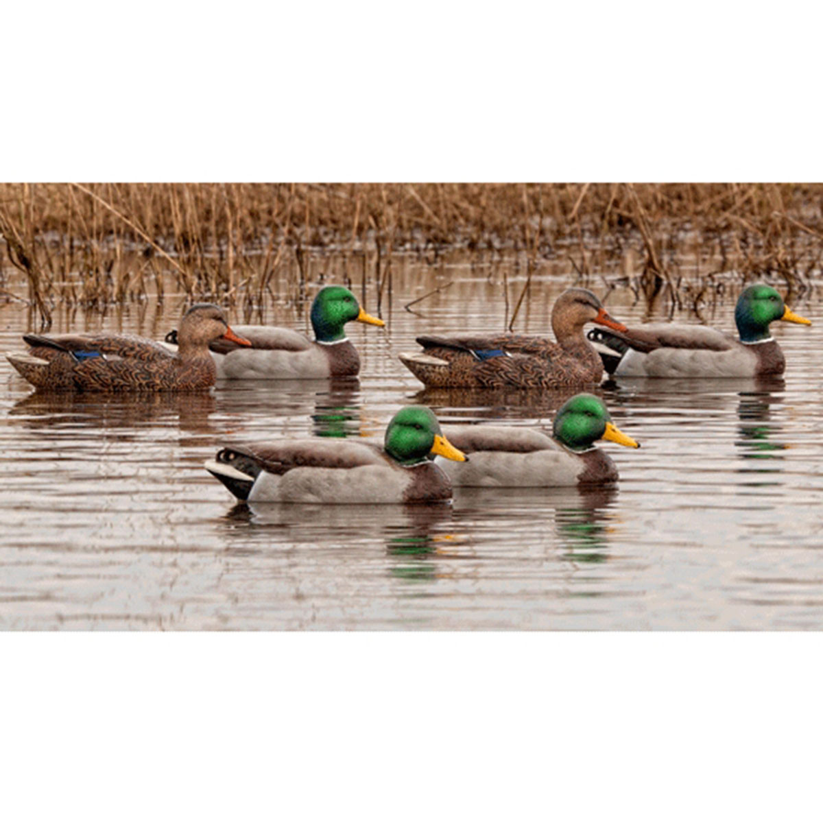 Avian-X Open Water Floating Mallard Duck Decoys, 6 Pack | Rogers