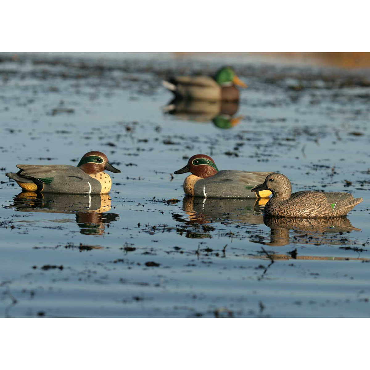 GHG Hunter Series Life-Sized Floating Green-Winged Teal Decoys, 6