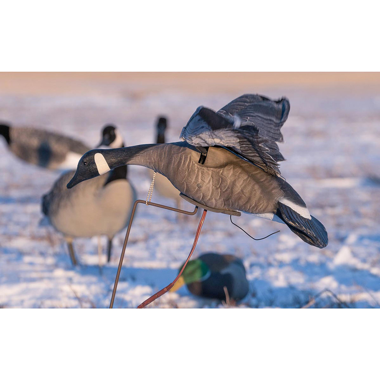 Higdon Outdoors Clone Canada Flapping Wings Goose Decoy | Rogers 
