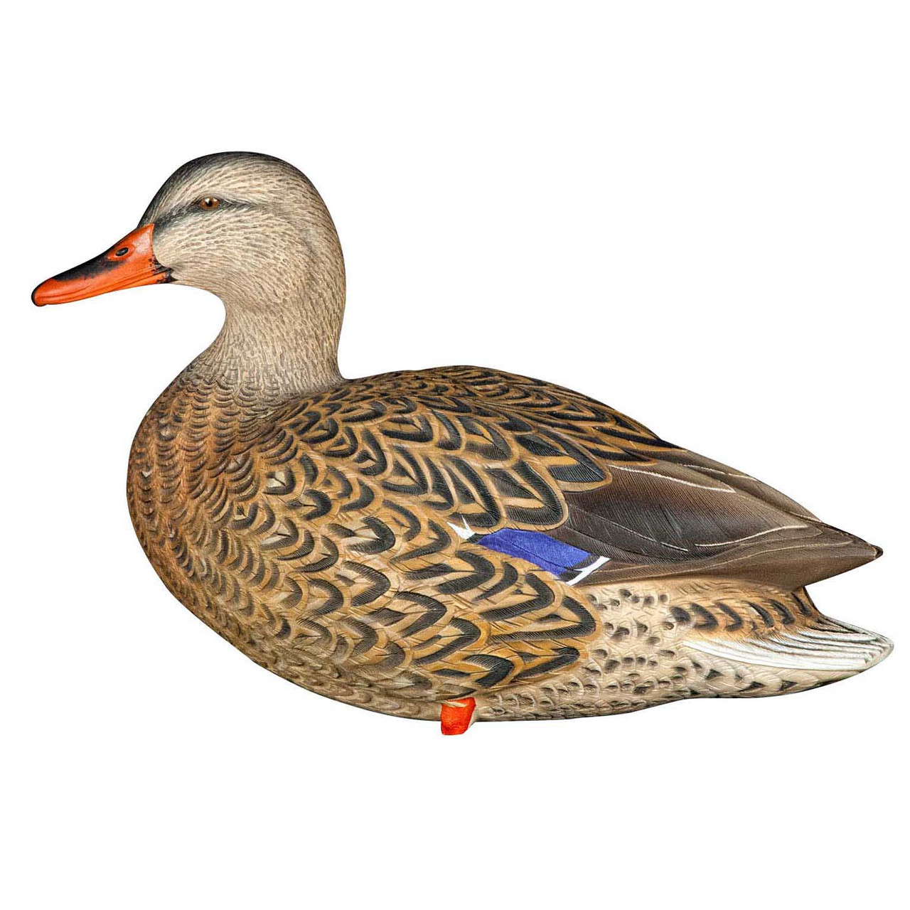 Avian-X AXP - Thumbnail 3