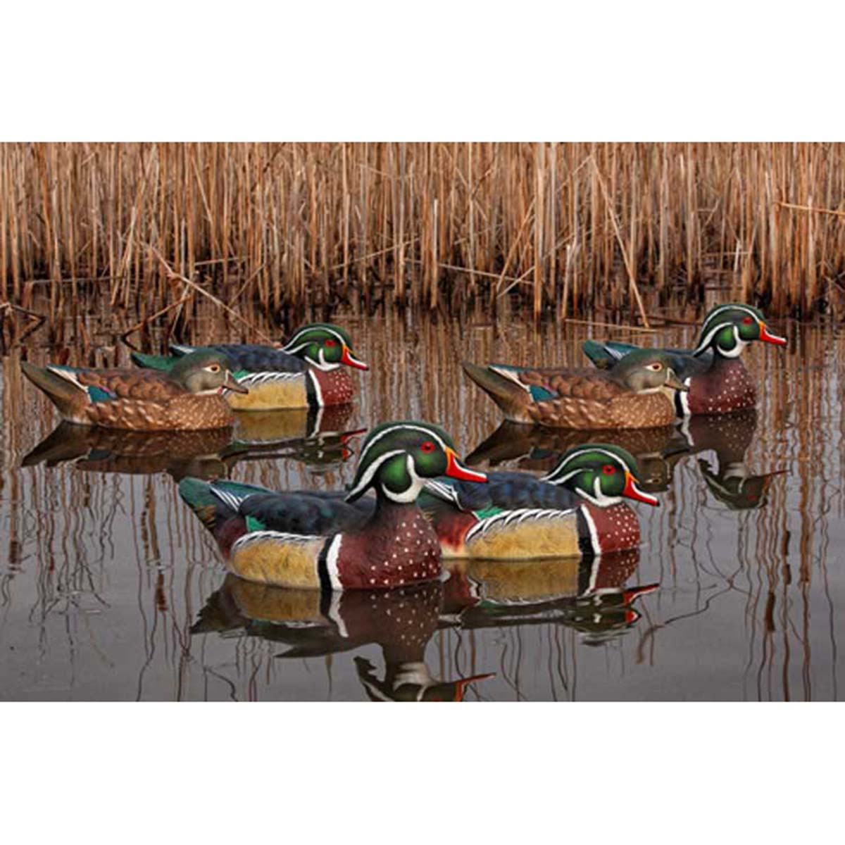 Avian-X Topflight Wood Duck Decoys - Thumbnail 4