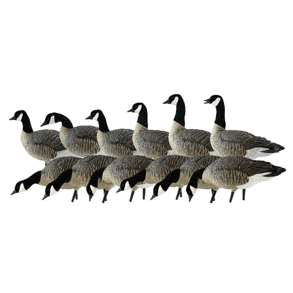 Avian-X AXF Outfitter Lesser Pack Fully Flocked Decoys, 12 Pack