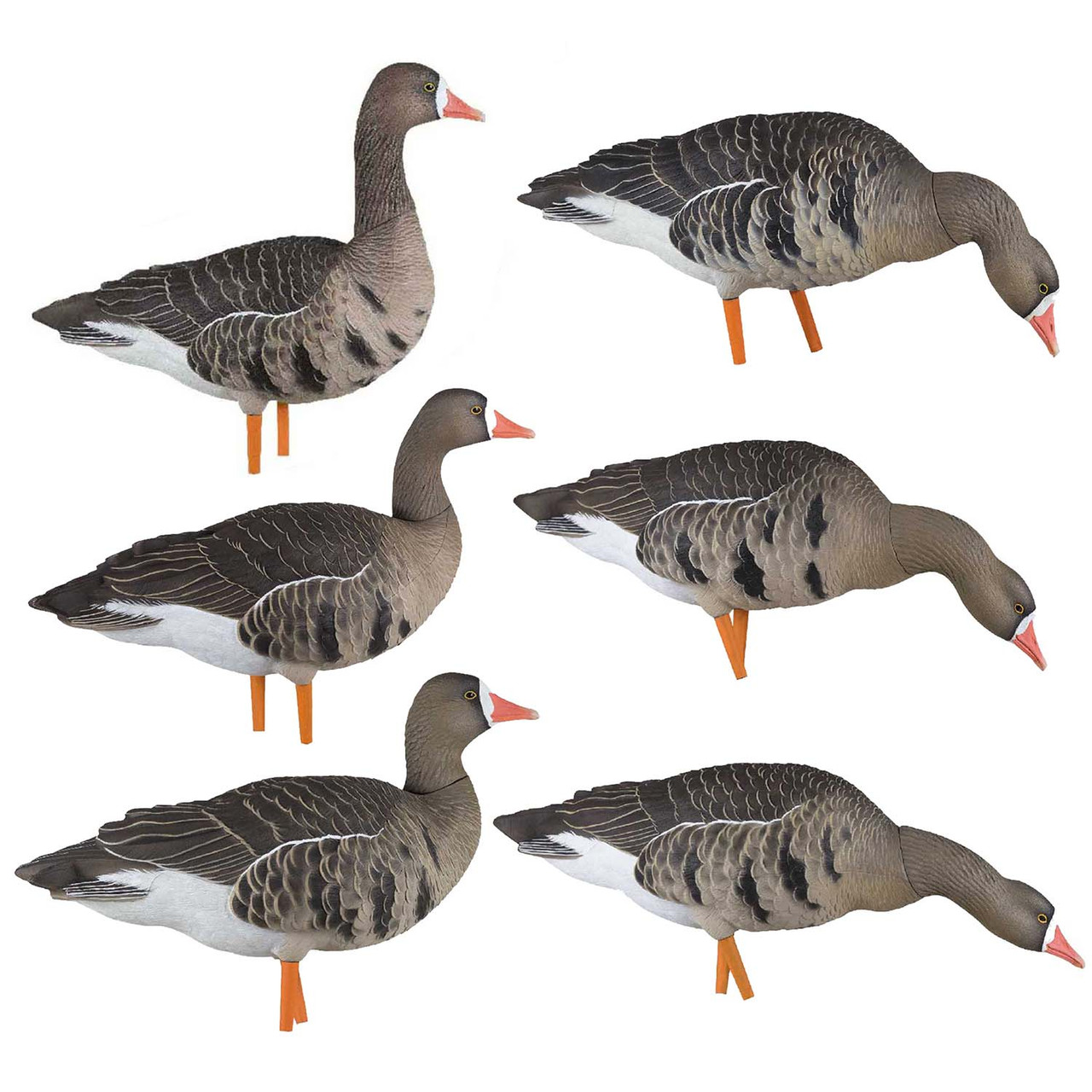 Avian-X AXP Specklebelly Decoy - Thumbnail 5