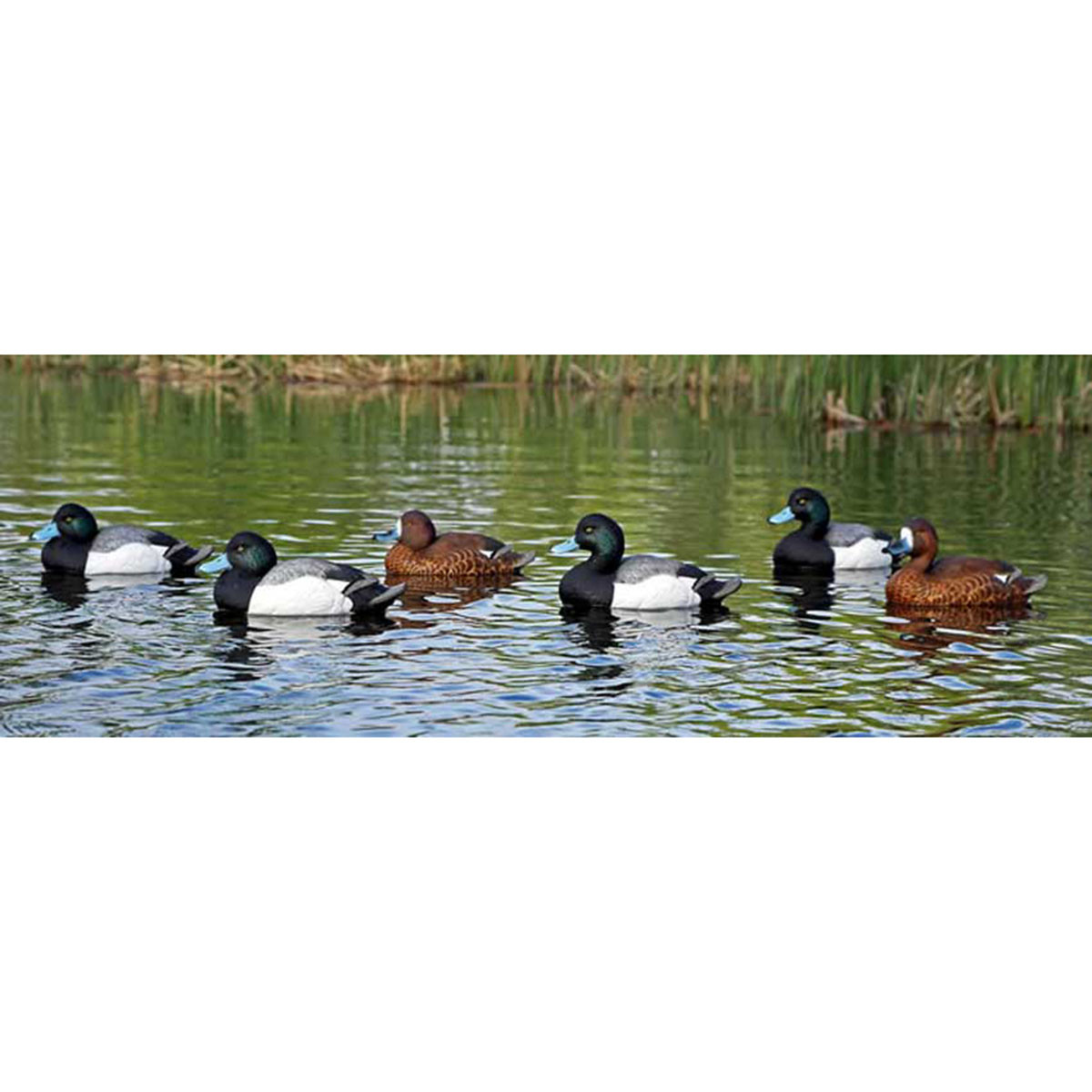 Dakota Decoy XTreme Bluebill Decoys, 6 Pack Rogers Sporting Goods