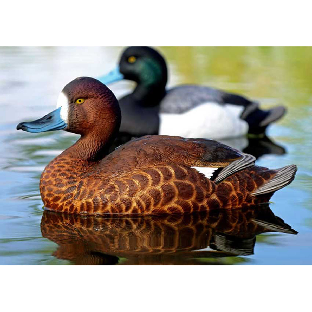 Dakota Decoy X-Treme Bluebill Decoys, 6 Pack | Rogers Sporting Goods