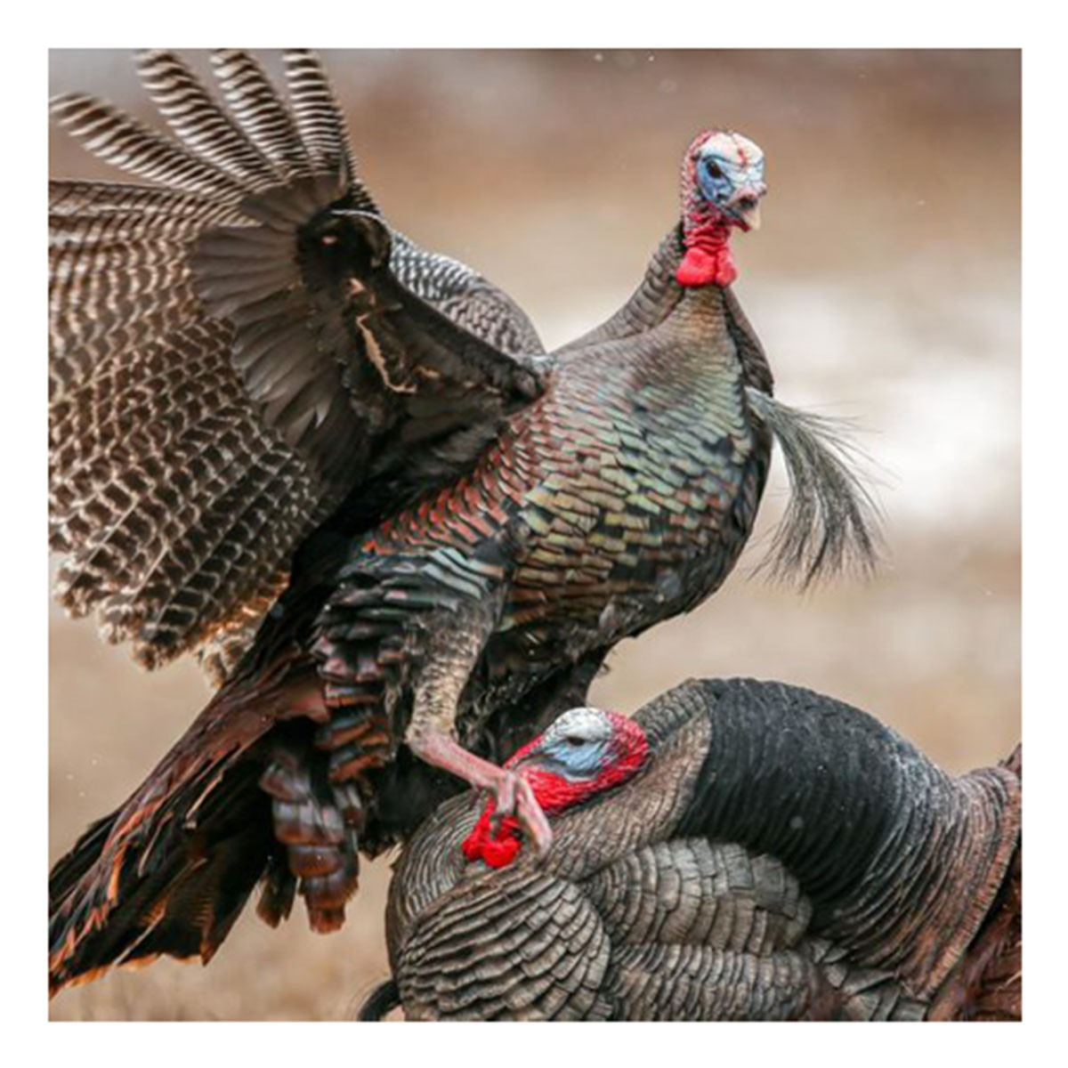 Dave Smith Decoys Strutter Turkey Decoy - Thumbnail 5