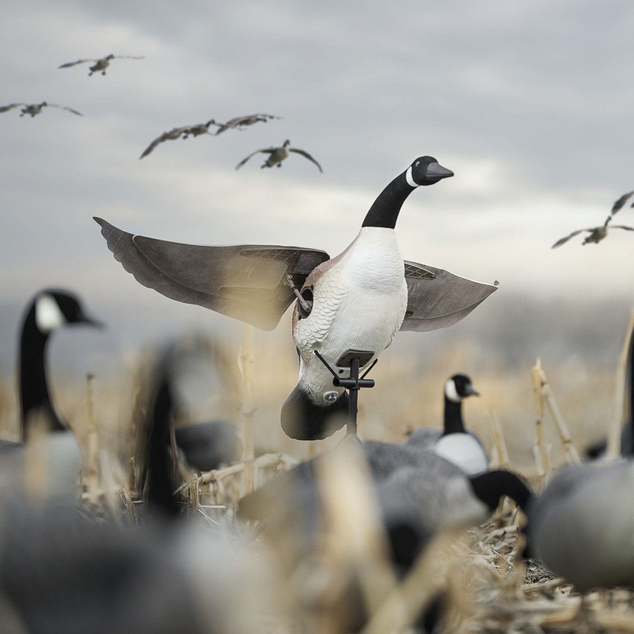 Lucky Flapper Canada Goose Decoy - Thumbnail 2
