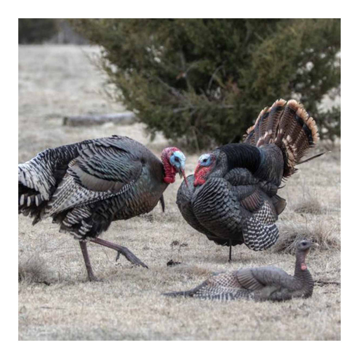 Dave Smith Decoys Jake Strutter | Rogers Sporting Goods