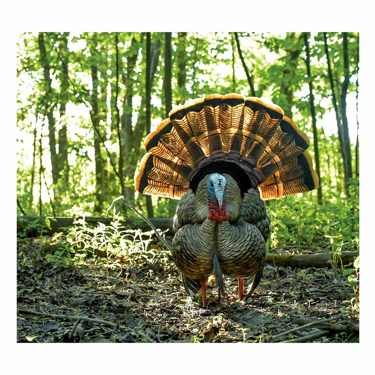 Avian-X HDR Strutter Turkey Decoy | Rogers Sporting Goods
