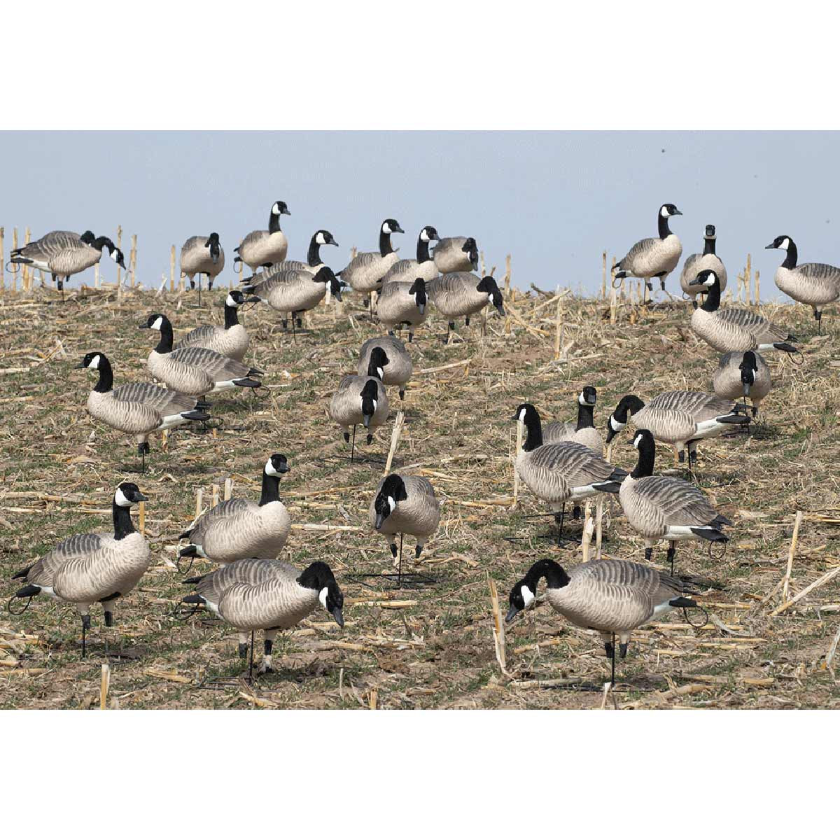 GHG XD Series Full-Body Honkers | Rogers Sporting Goods
