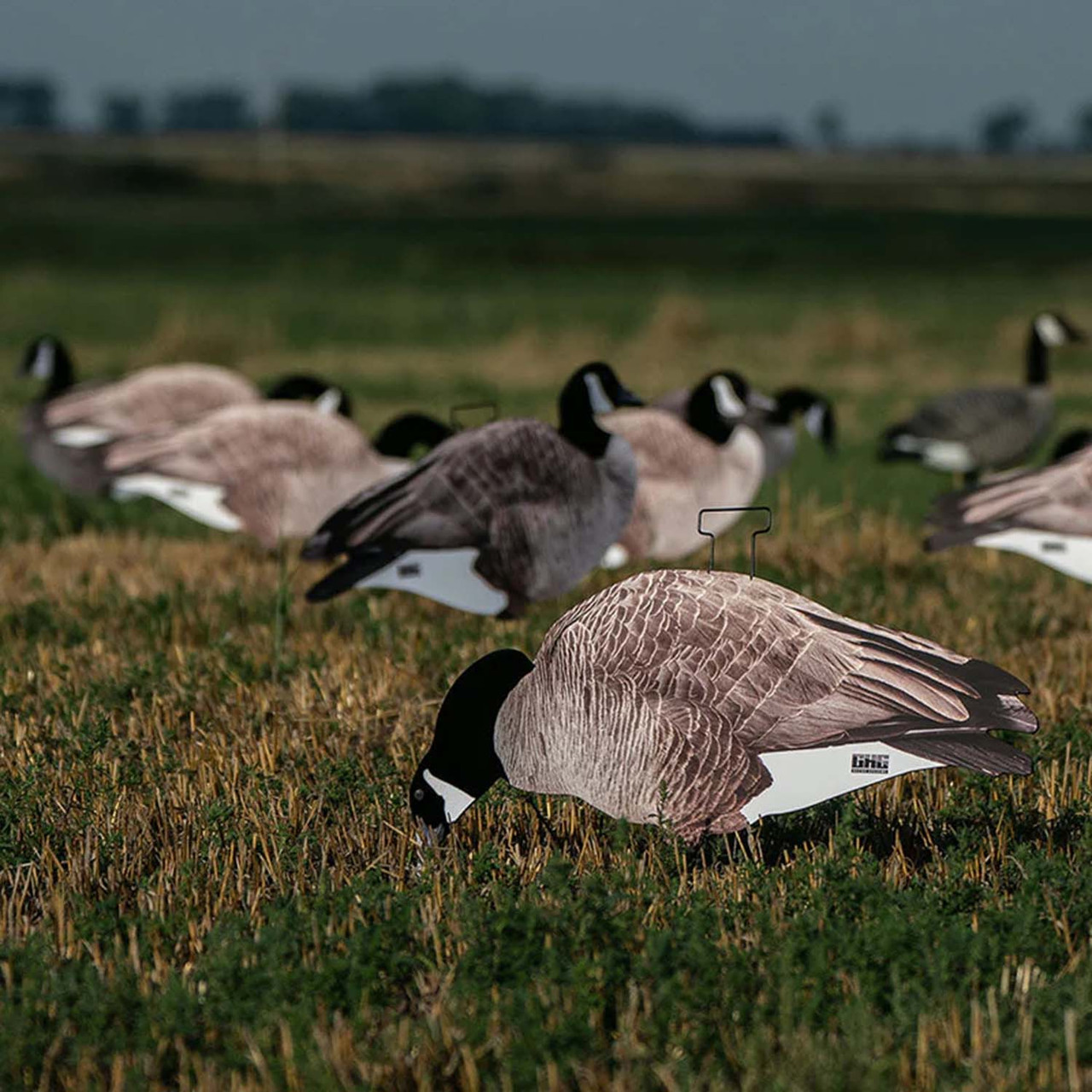 GHG Decoy Systems Canada Goose Silhouette Decoys - Thumbnail 2