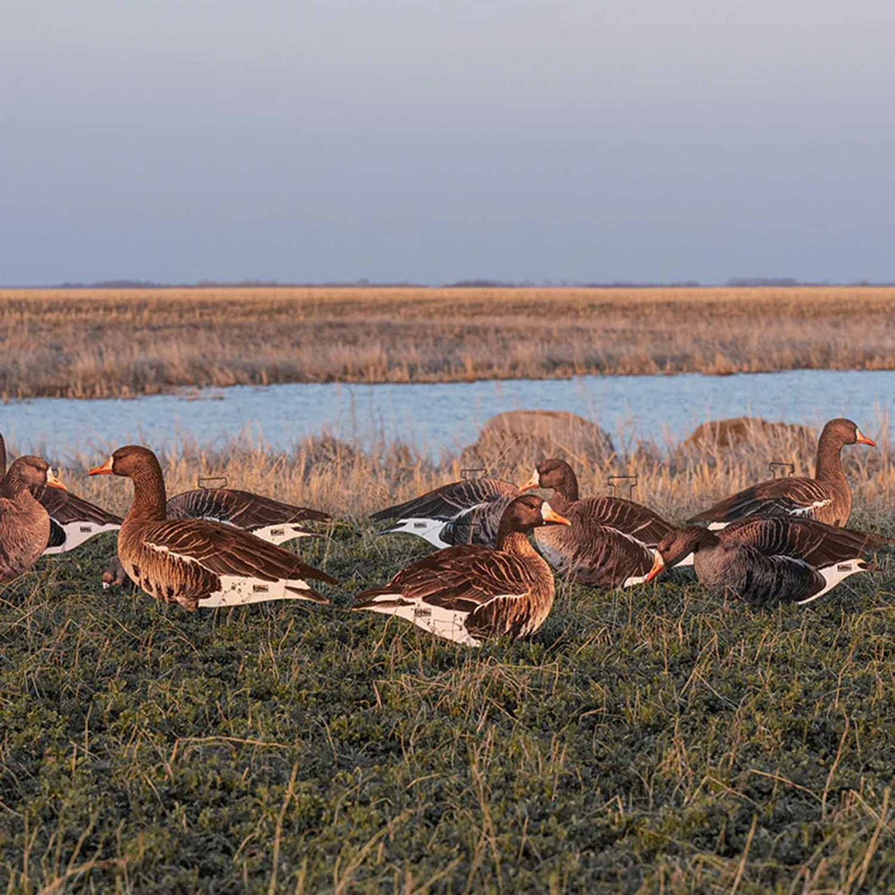 GHG Pro-Grade Silhouette Specklebelly Goose Decoys - Thumbnail 3