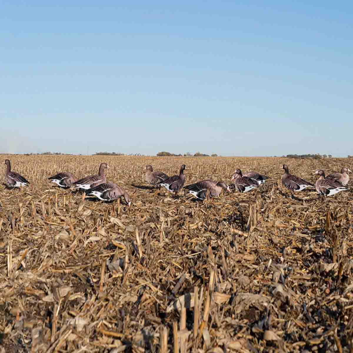 GHG Pro-Grade Silhouette Specklebelly Goose Decoys - Thumbnail 5