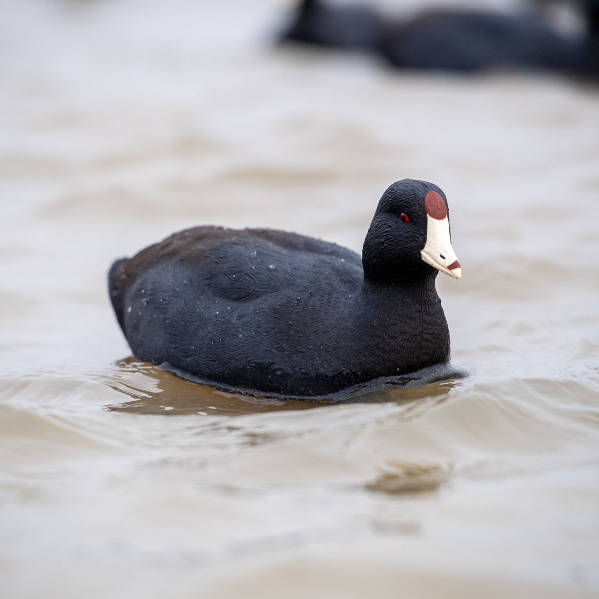 Avian-X Topflight Floating Coot Decoys - Thumbnail 3