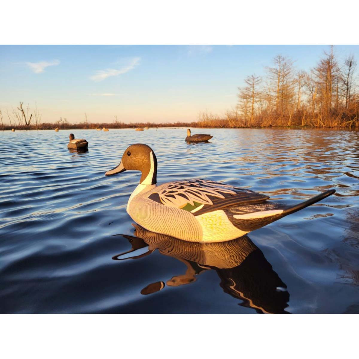 G&H Decoys Pintail Oversize Drake Only Duck Decoys | Rogers