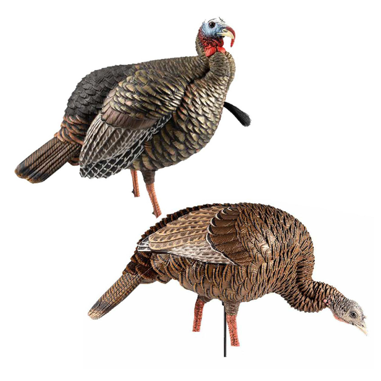 AvianX HDR Jake and Feeding Hen Turkey Decoy Combo Rogers Sporting Goods