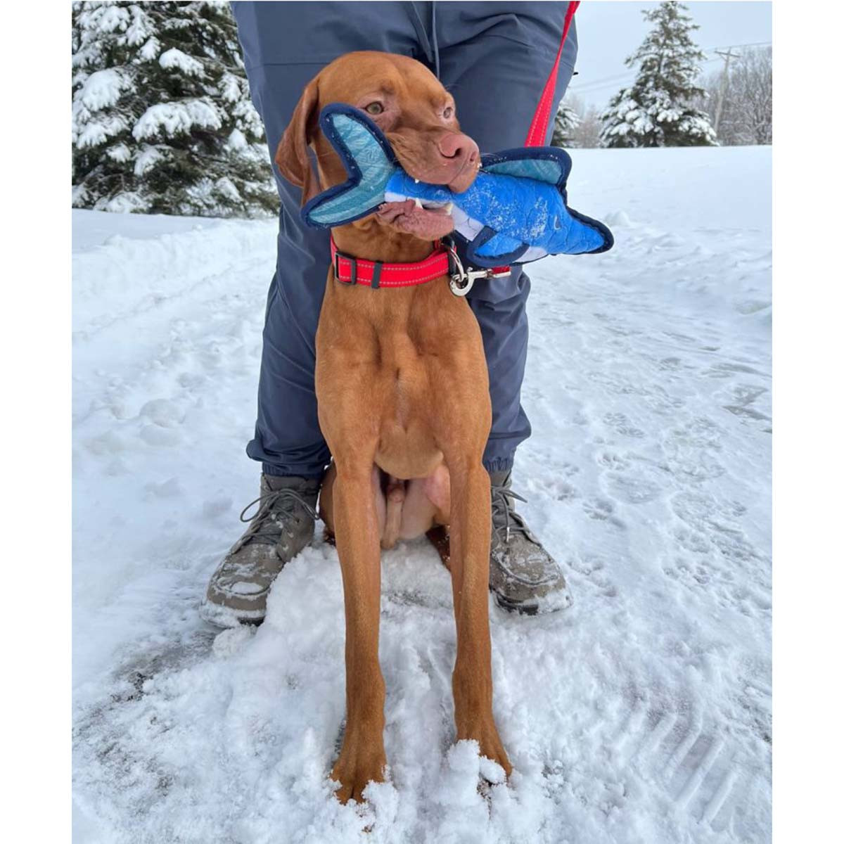 ROCT Cunning Shark Dog Toy Rogers Sporting Goods