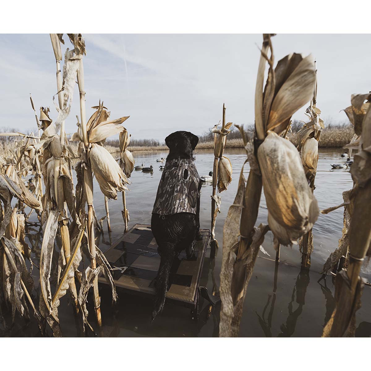 ALPS OutdoorZ Hybrid Dog Stand | Rogers Sporting Goods