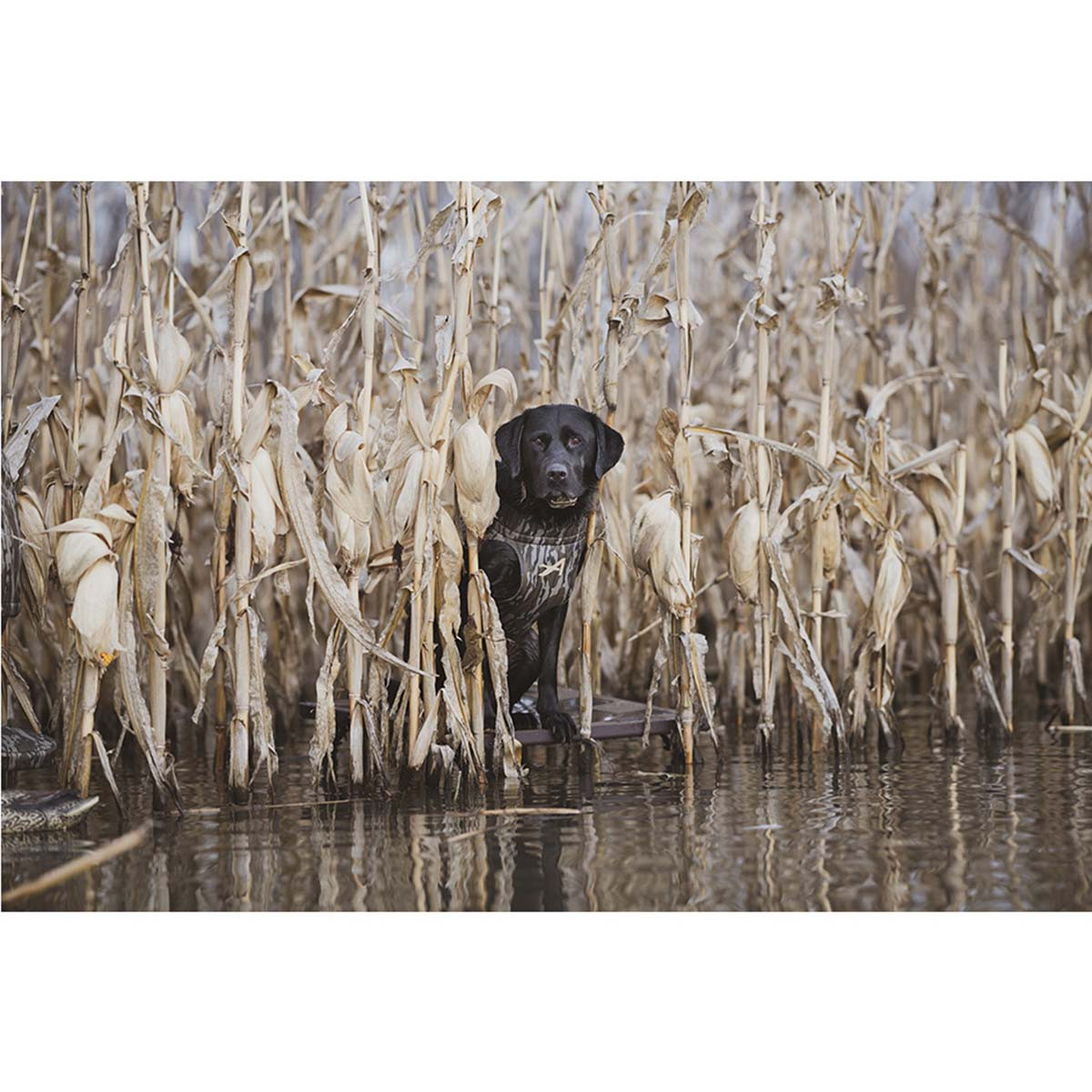 ALPS OutdoorZ Hybrid Dog Stand | Rogers Sporting Goods