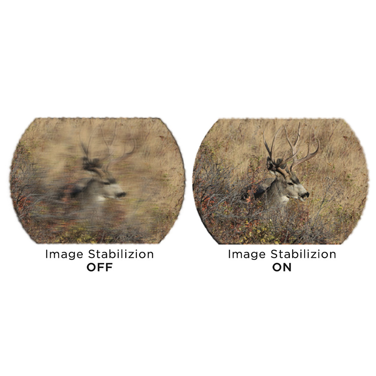 Sig Sauer ZULU6 HDX 16x42mm Binocular | Rogers Sporting Goods
