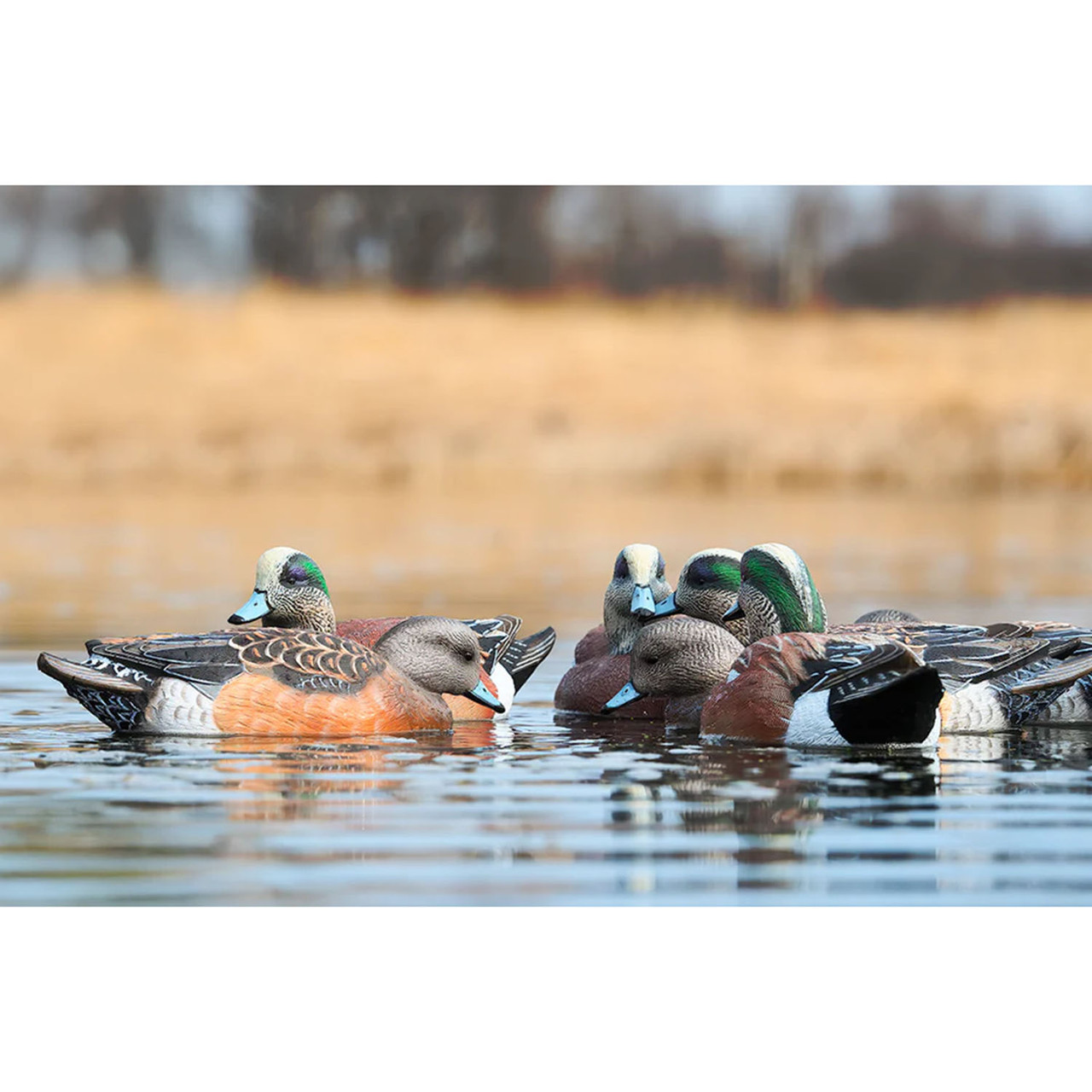 Rig'Em Right Mainline Series Wigeon Duck Waterfowl Decoys | Rogers