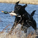 Avery/GHG EZ Bird Dog Training Bumpers action image