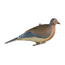 Mourning Dove Decoys - 6 Pack