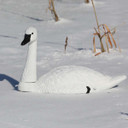 Standard-Sized Tundra Swan Decoy