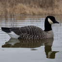 Swimmer Image of the Avian-X Topflight Lesser Canada Goose Floater Decoys.