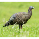 Avian-X LCD Breeder Hen Turkey Decoy Field Image