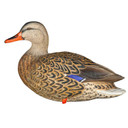 High Head Hen Image of the Avian-X AXP Full Body Mallard Decoys.