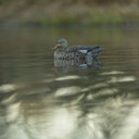 Lifestyle Hen Image of the Avian-X Topflight Floating Gadwall Duck Decoys.