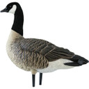 AXP Full-Body Painted Active Lesser Canada Decoys with 6-Slot Decoy Bag