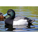 X-Treme Bluebill Duck Decoys, 6 Pack