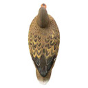 Higdon Outdoors Magnum Mallard Foam Filled Decoys with Painted Heads Upright Hen Top Image