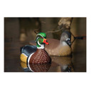 Standard Wood Duck Foam Filled Decoys - 6 Pack