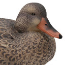 Live Mallard EVA Floaters close up hen head tucked image