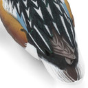 Final Approach Live Floating Northern Shovelers tail feathers close up image