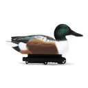 Final Approach Live Floating Northern Shovelers image