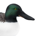 Final Approach Live Floating Northern Shovelers close up head image