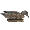 Final Approach HD Greenwing Teal Floater Hen Feeding Left Side Image