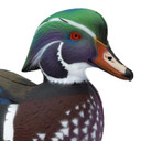 Final Approach LIVE Floating Wood Duck Decoy close up drake head image