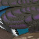 Hen feathers image of the LIVE Floating Wood Duck Decoys.