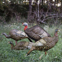 Hard Body Upright Hen Turkey Decoy