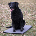 Kennel Pad - Medium