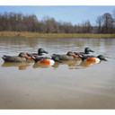 Standard Shoveler Foam-Filled Duck Decoys, 6 Pack