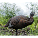 Flextone Thunder Chick Breeder Turkey Decoy Field Image