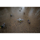 HD Mallard Duck Floater Twin Pack with Remotes and Bag